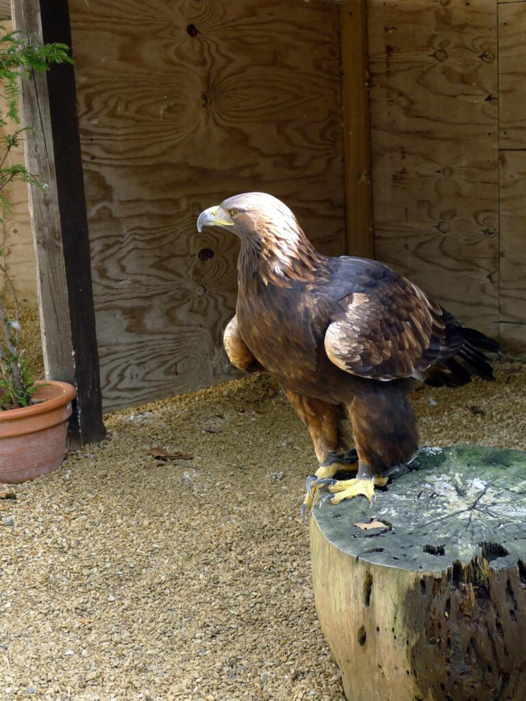 Cotswold Falconry Centre in the Cotswolds