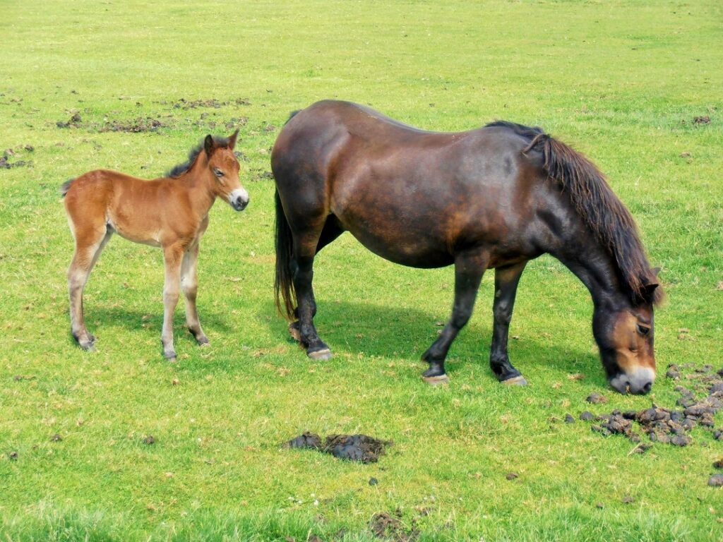 A mare and foal in a field at Cotswold Farm Park.