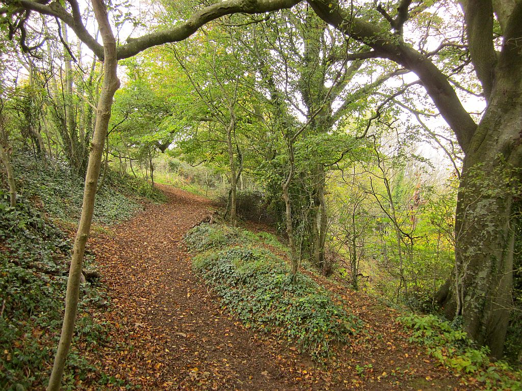 Woodland section of the Cotswold Way above Wotton-under-Edge